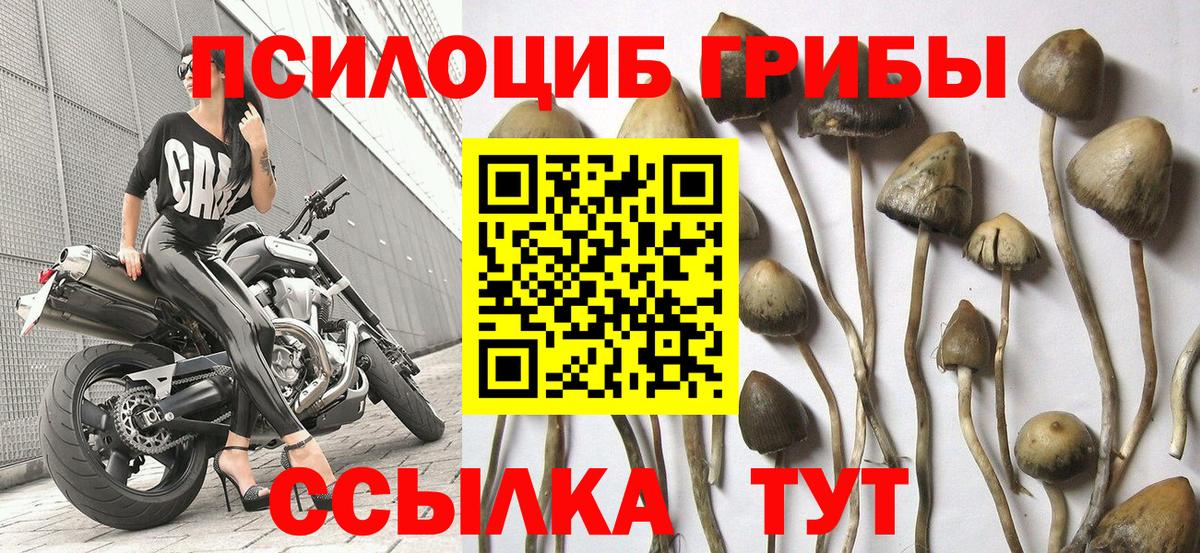 Псилоцибиновые грибы Psilocybe Краснодар